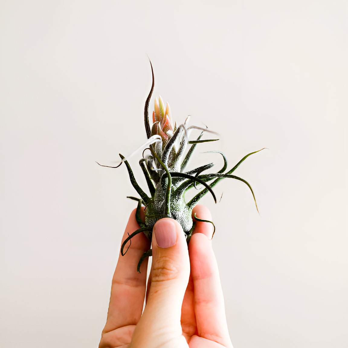 Тилландсия Пруиноса (Tillandsia Pruinosa)