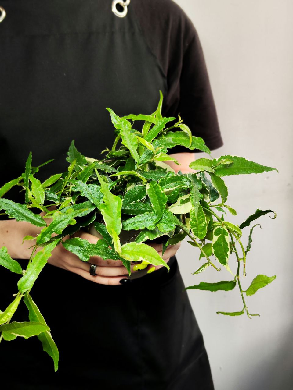 Фикус Радиканс Вайт (Ficus Radicans White) D12см