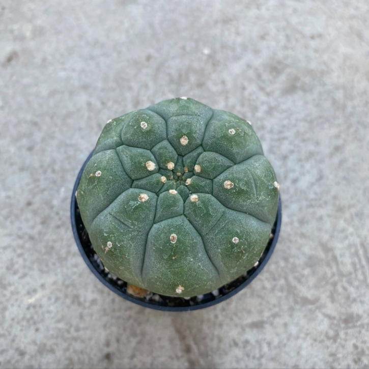 Кактус Матукана Мадисониорум (Matucana Madisoniorum) D8,5см