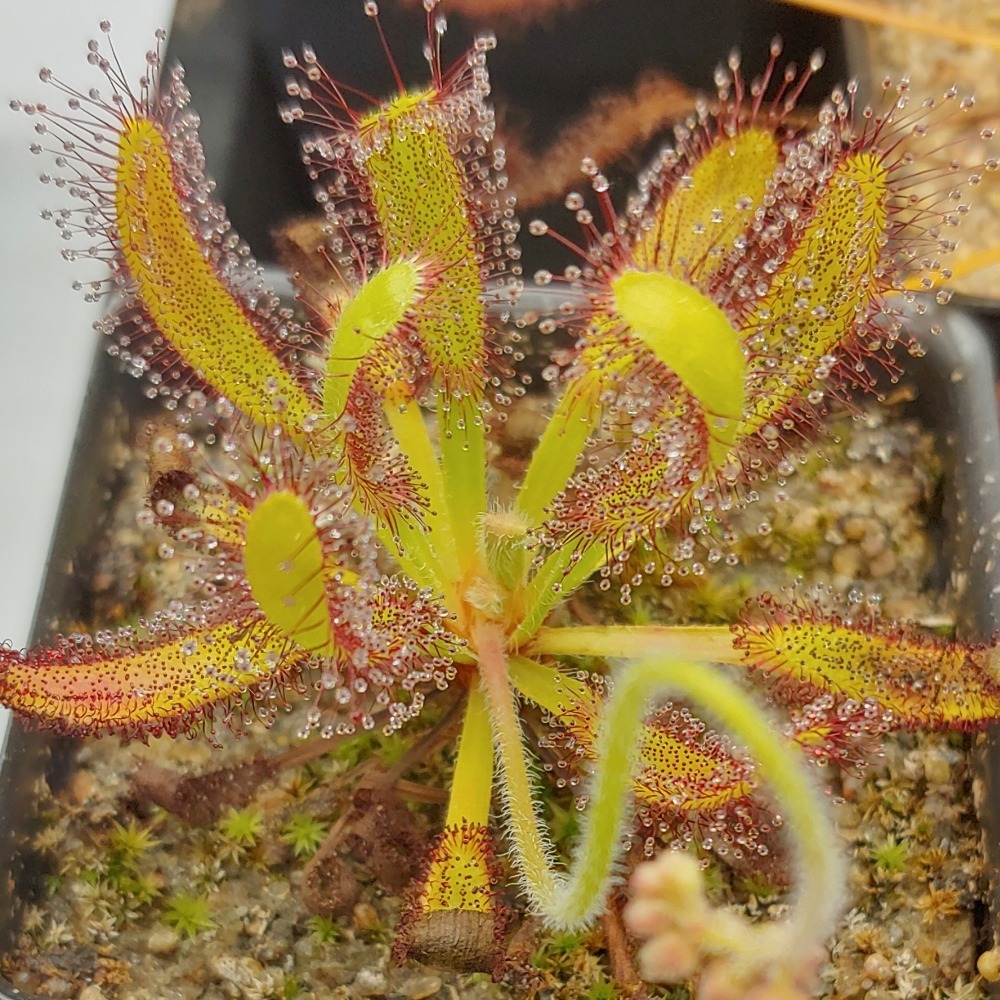 Семена Росянки Геркулес (Drosera Hercules) от 25шт