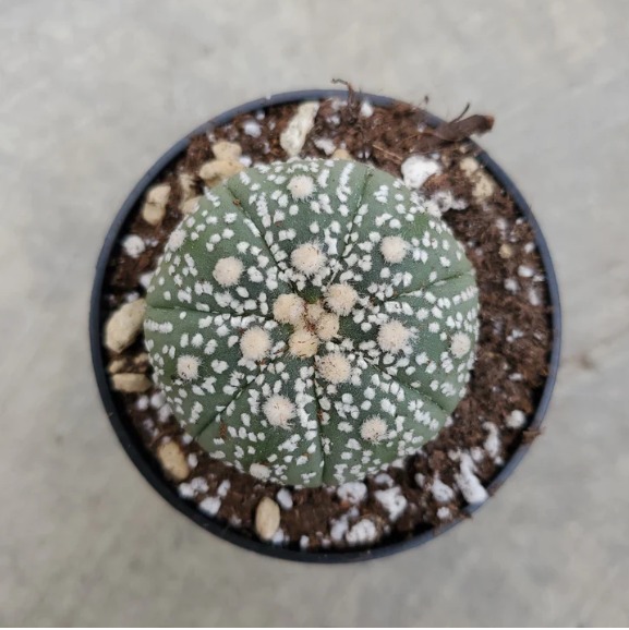 Астрофитум Супер Кабуто (Astrophytum Super Kabuto) D5см