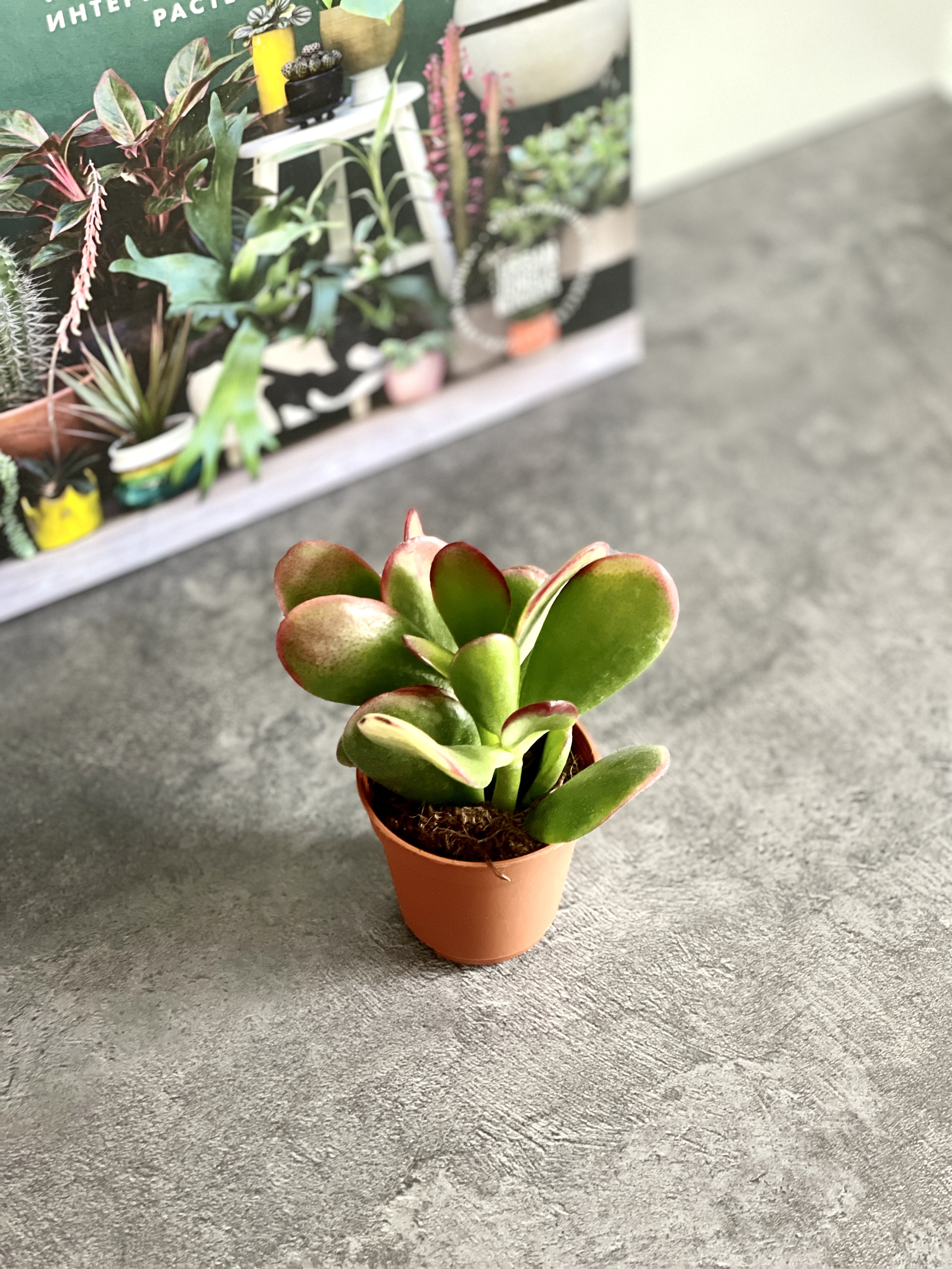 Крассула Овата Сансет (Crassula Ovata Sunset) D5см