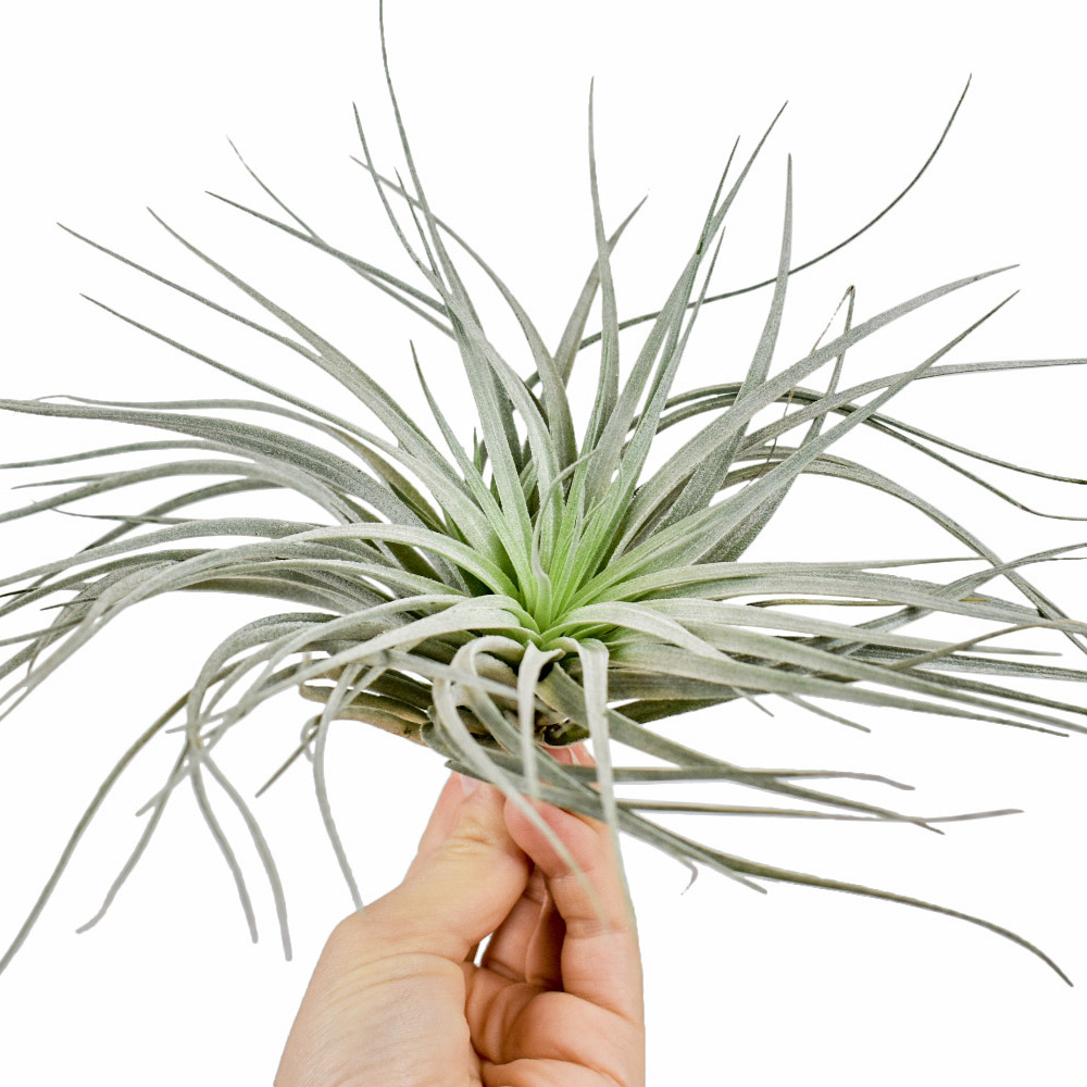 Тилландсия Сильвер XL (Tillandsia Silver XL)