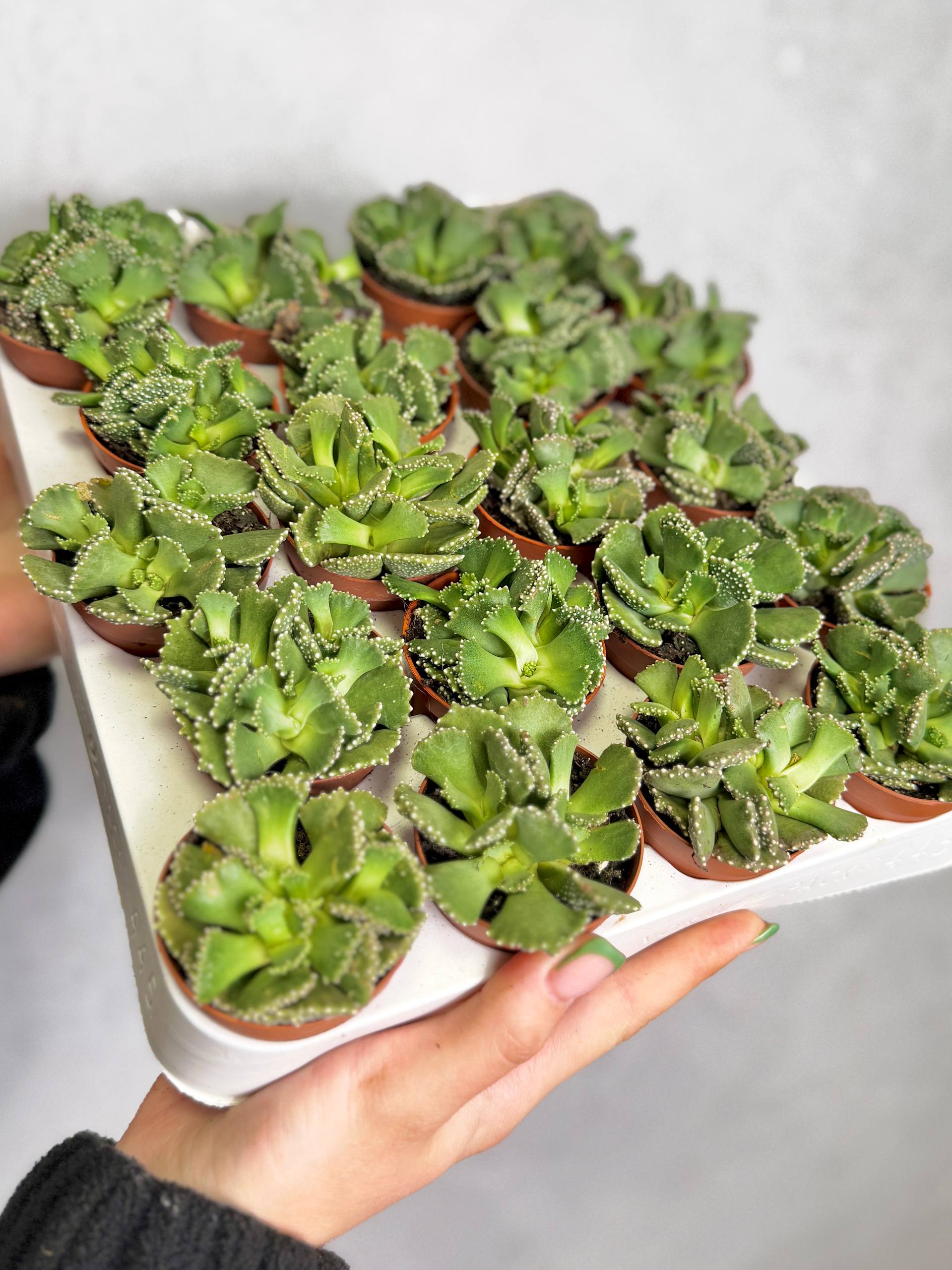 Алоинопсис Мальхерба (Aloinopsis Malherbei) D5см