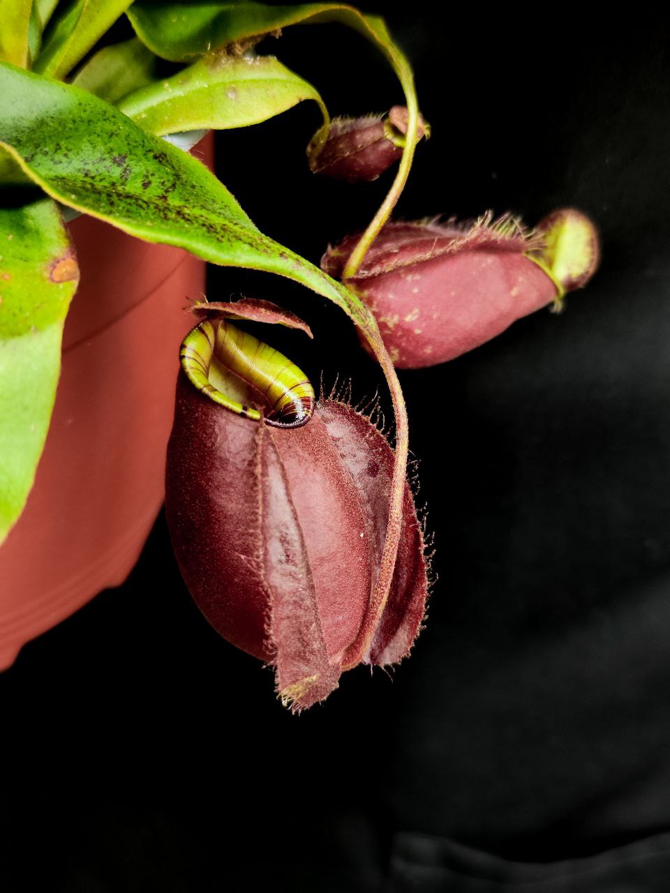 Непентес Ампулярия Красная (Nepenthes Ampullaria Red) D14см
