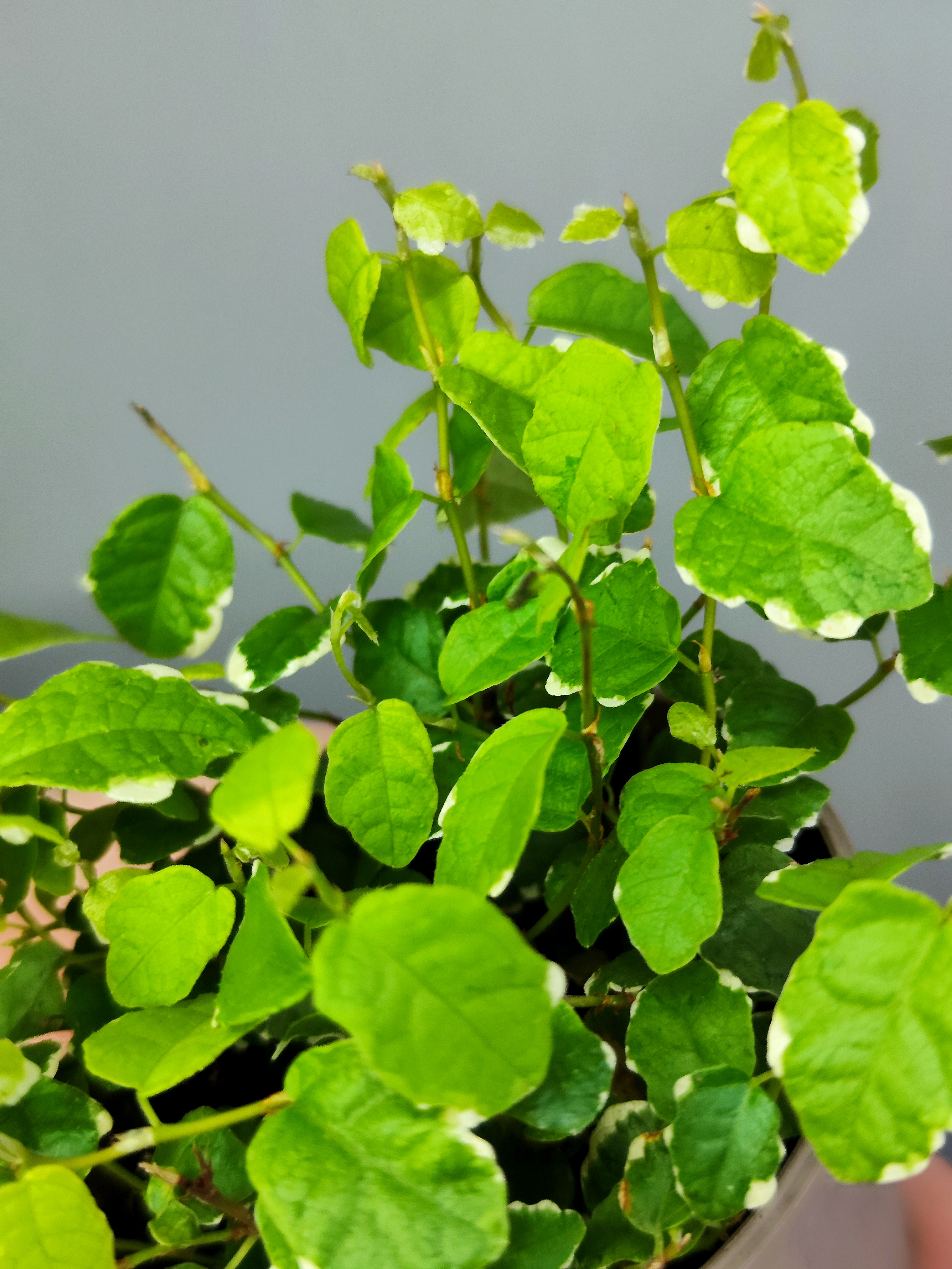 Фикус Пумила Уайт Санни (Ficus Pumila White Sunny) D9см