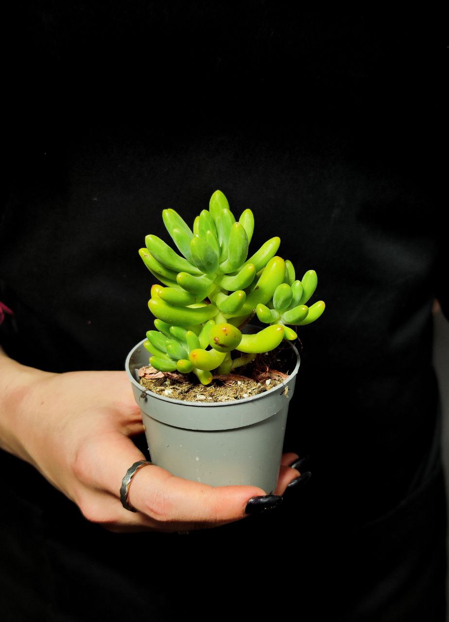 Седум Пахифиллюм (Sedum Pachyphyllum) D6,5см