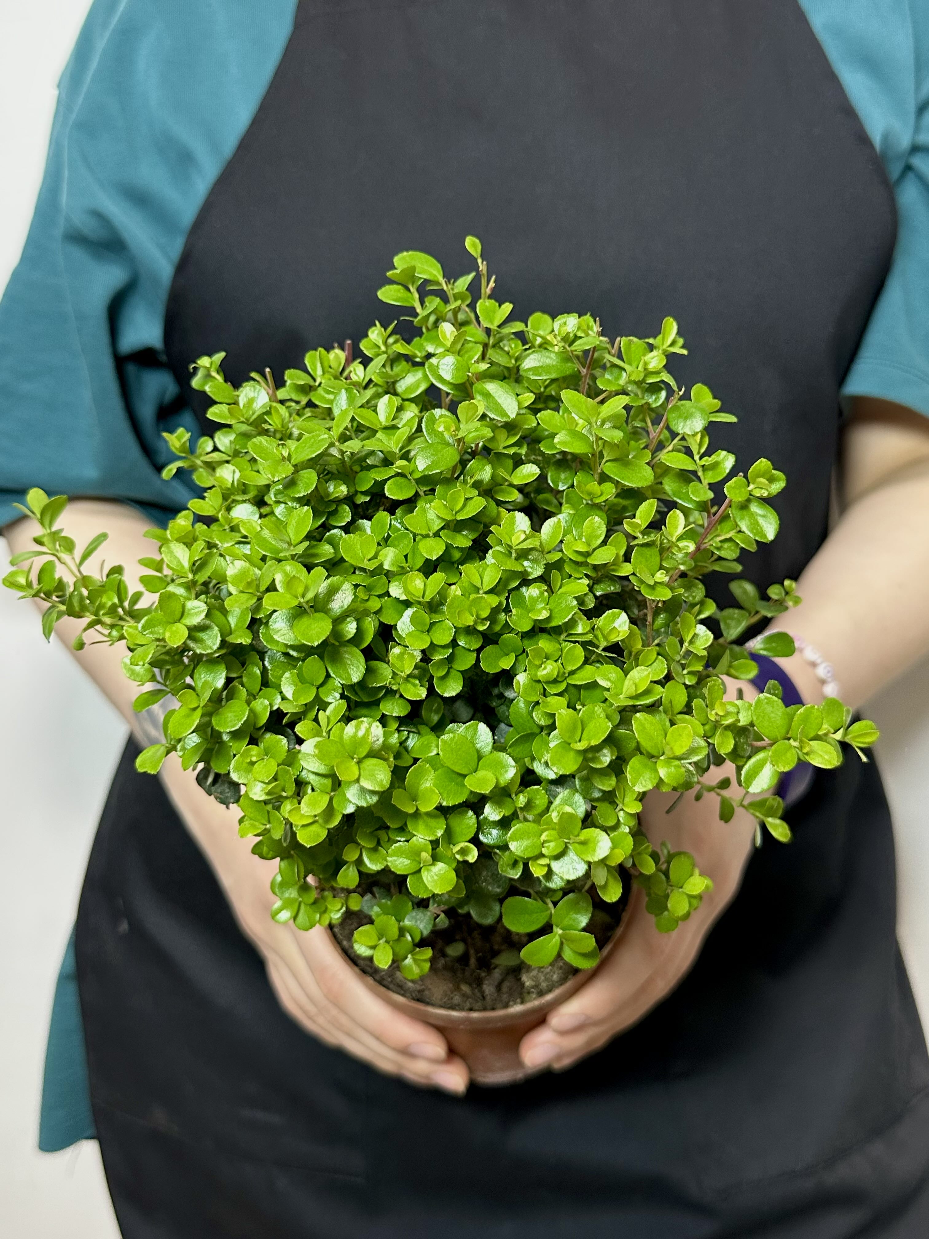Мирсина Африканская (Myrsine Africana) D12см
