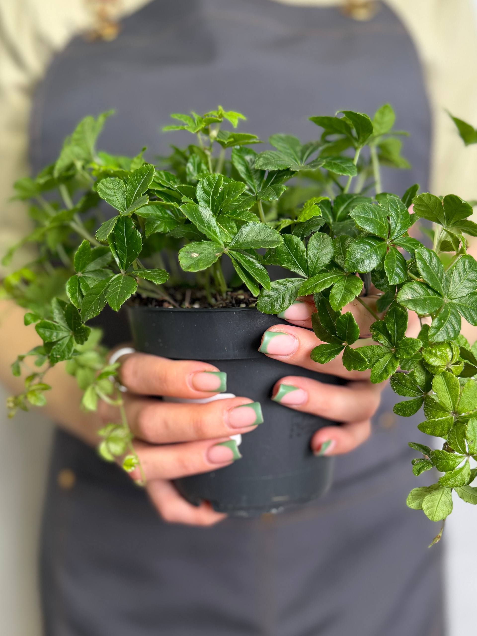 Партеноциссус Стриата (Parthenocissus Striata) D12см