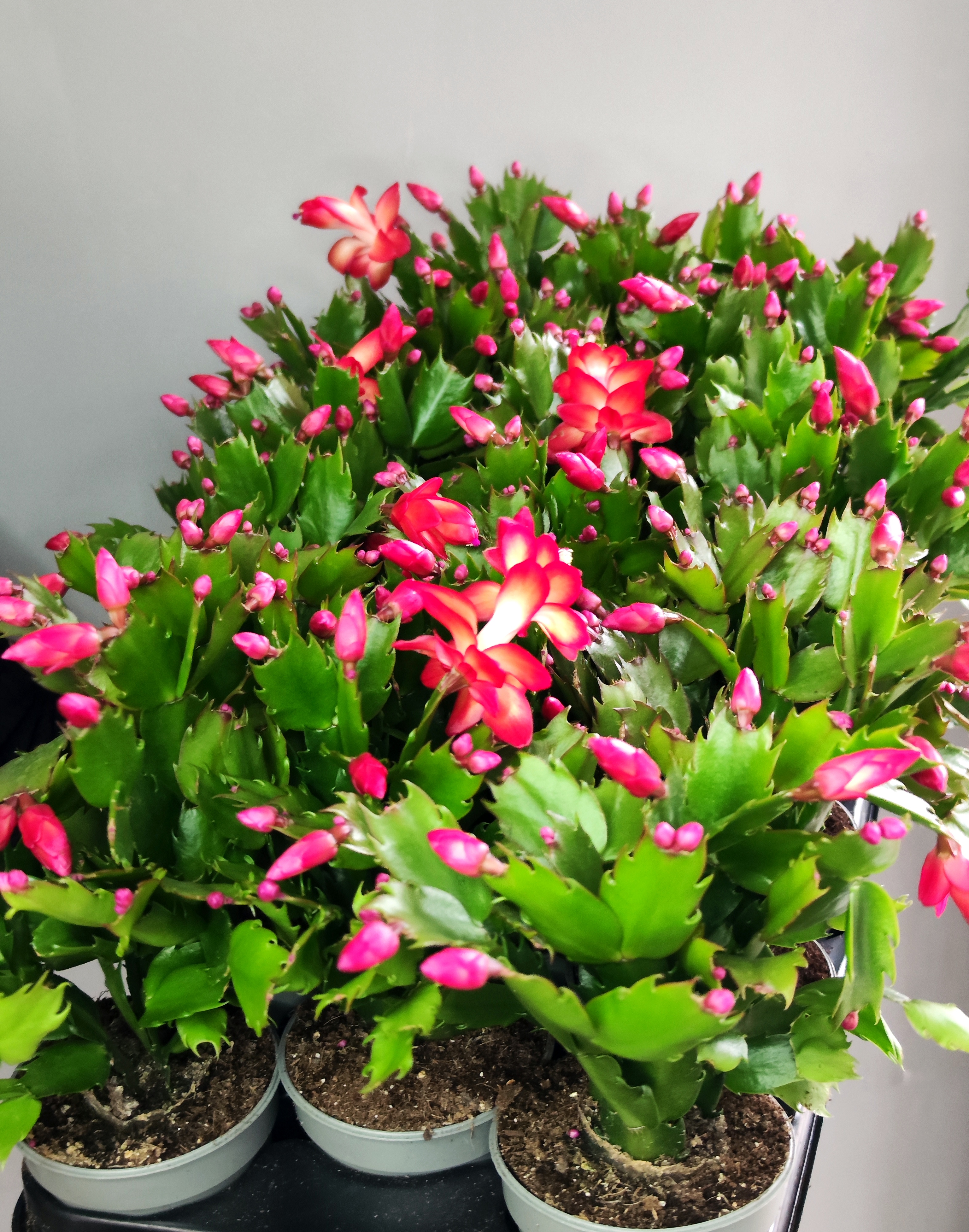Декабрист Красный, или Шлюмбергера (Schlumbergera Tendenza Red) D9см