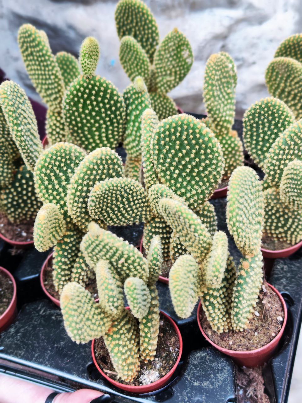Опунция Микродазис Йеллоу (Opuntia Microdasys Yellow) D5см