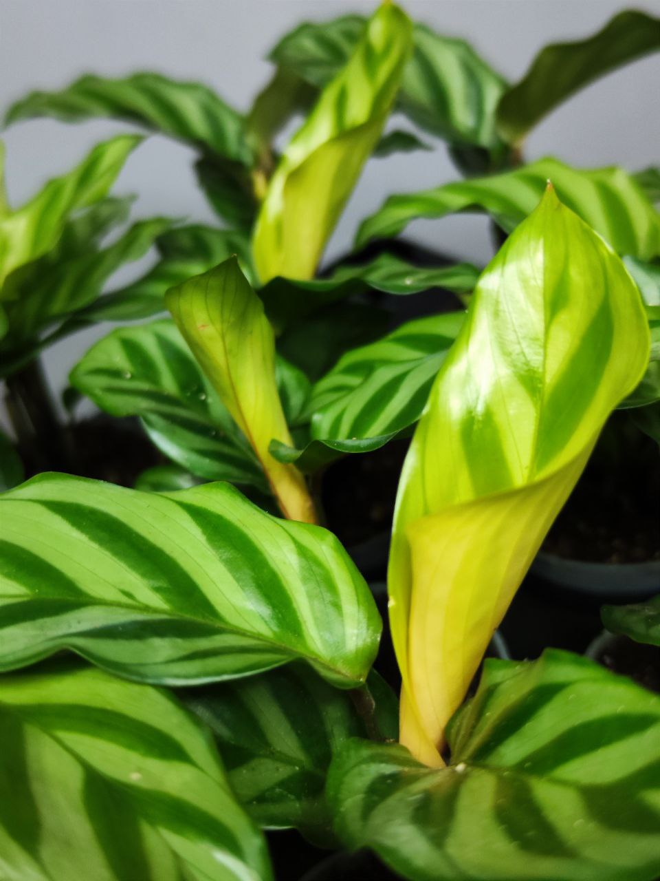 Калатея Фредди (Calathea Freddie) D6см