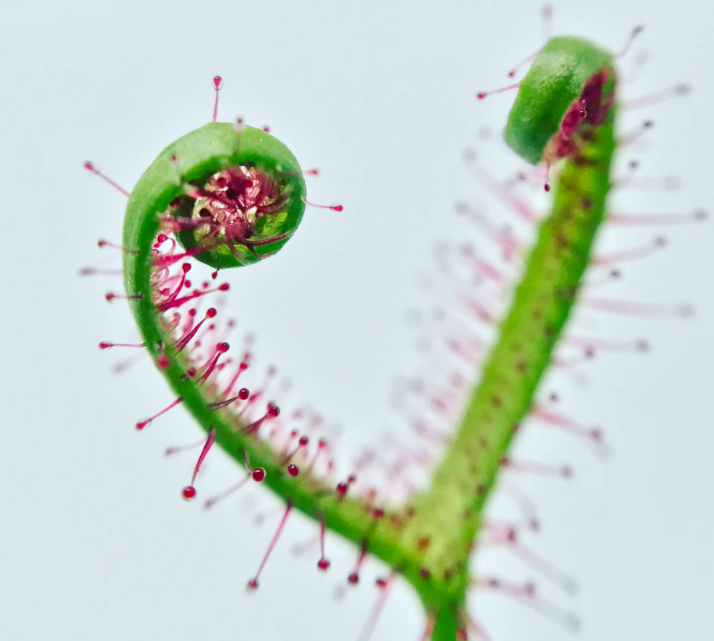 Семена Росянки Бината (лат. Drosera Binata) от 50 шт