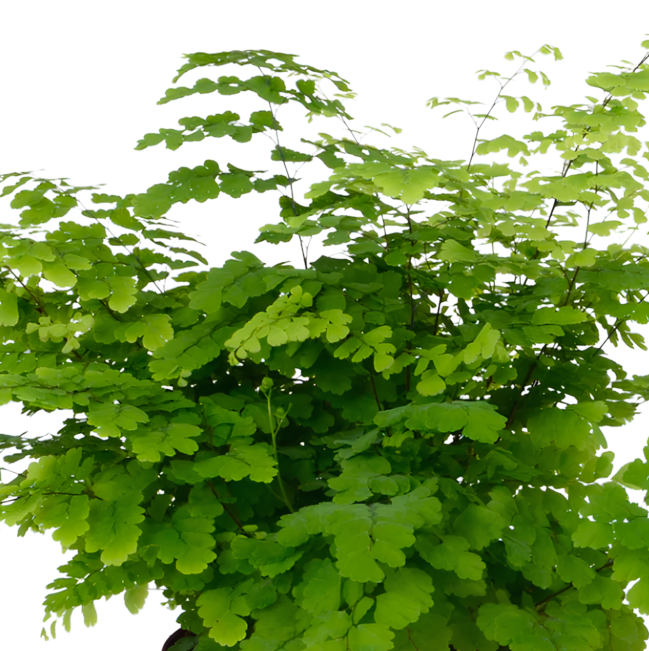 Адиантум Фриц Лутц, Ажурный Папоротник (Adiantum Fritz Luthi) D6см