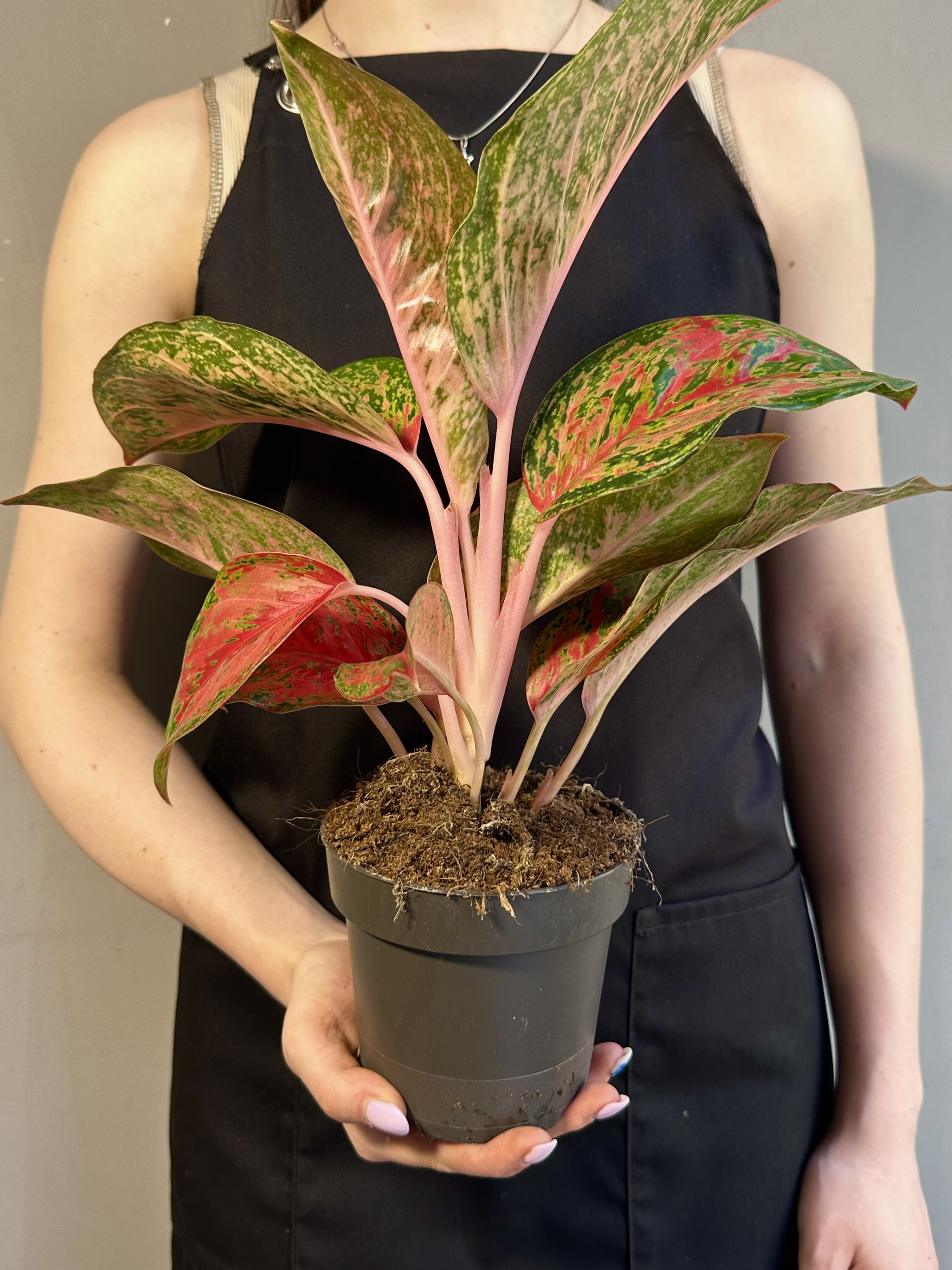 Аглаонема Личи Ред (Aglaonema Lychee Red) D12см