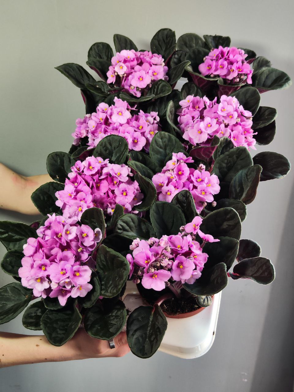 Сенполия Нежно-Розовая, или Фиалка (Saintpaulia Pink) D10см
