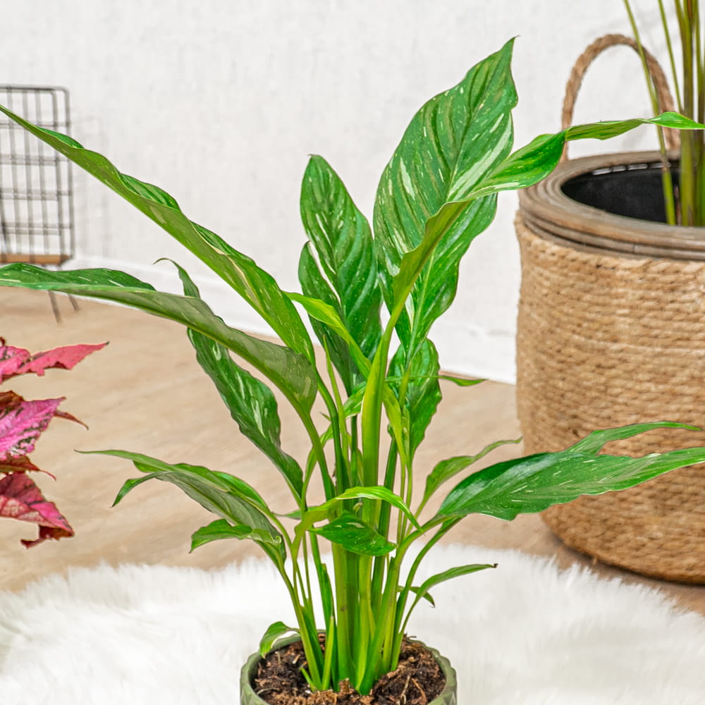 Спатифиллум Вариегатный Даймонд (Spathiphyllum Diamond Variegated) D12см