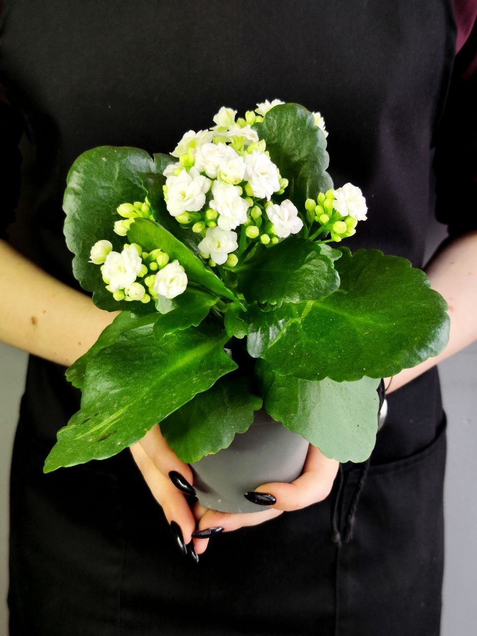 Каланхоэ Розалина Белая (Kalanchoe Rosalina White) D9см