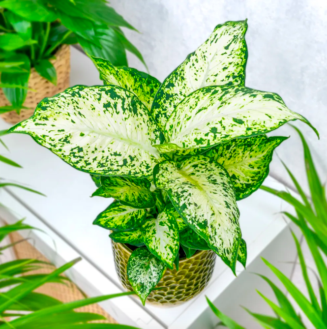 Диффенбахия Макулата Ами (Dieffenbachia Maculata Amy) D6см