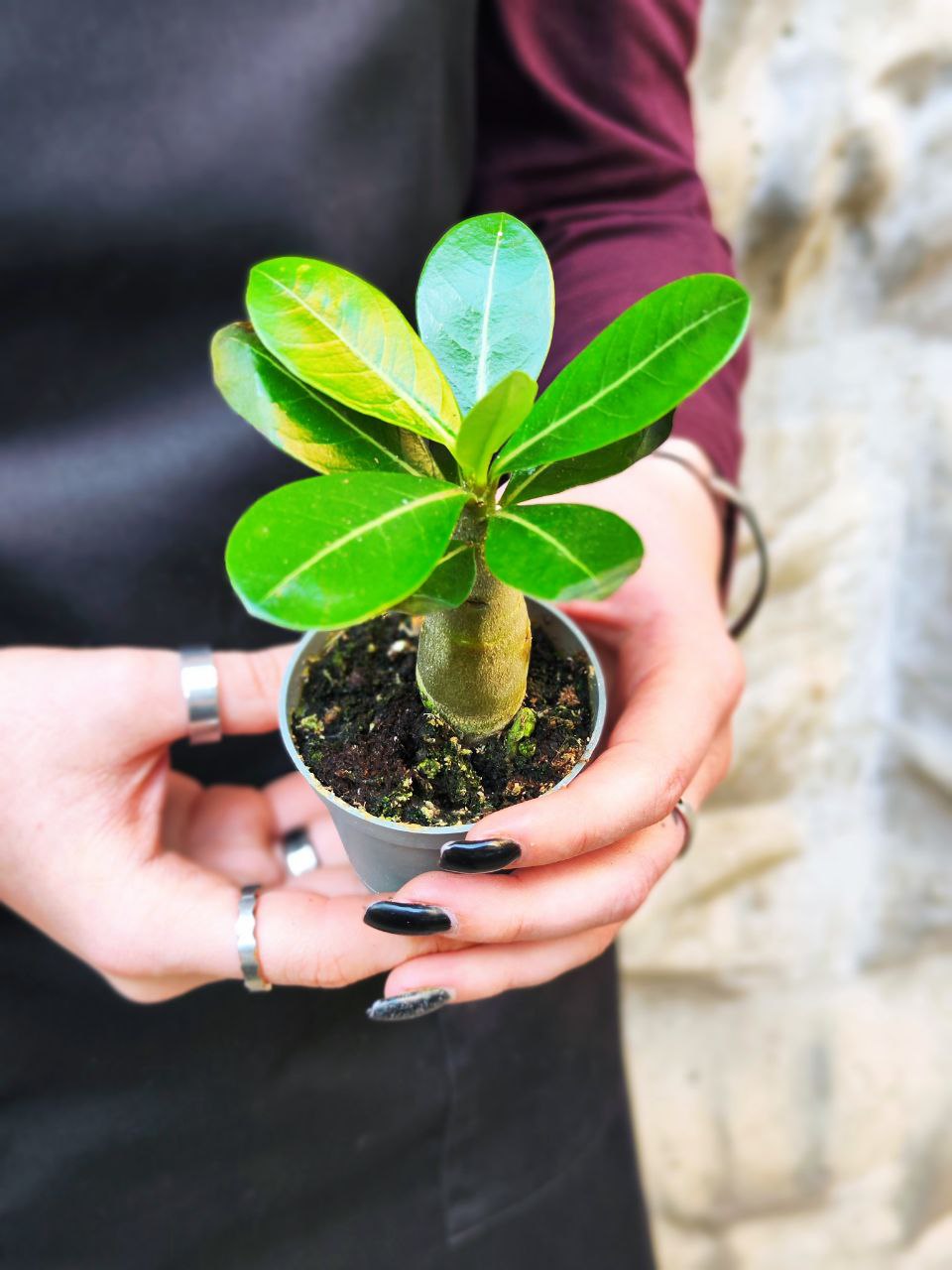 Адениум Тучный (Adenium Obesum) D5см