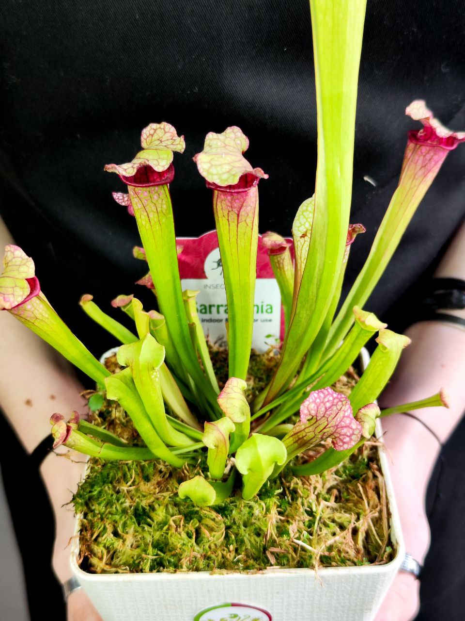 Саррацения Лейкофилла Красная (Sarracenia Leucophylla Red) пересаженная D12см