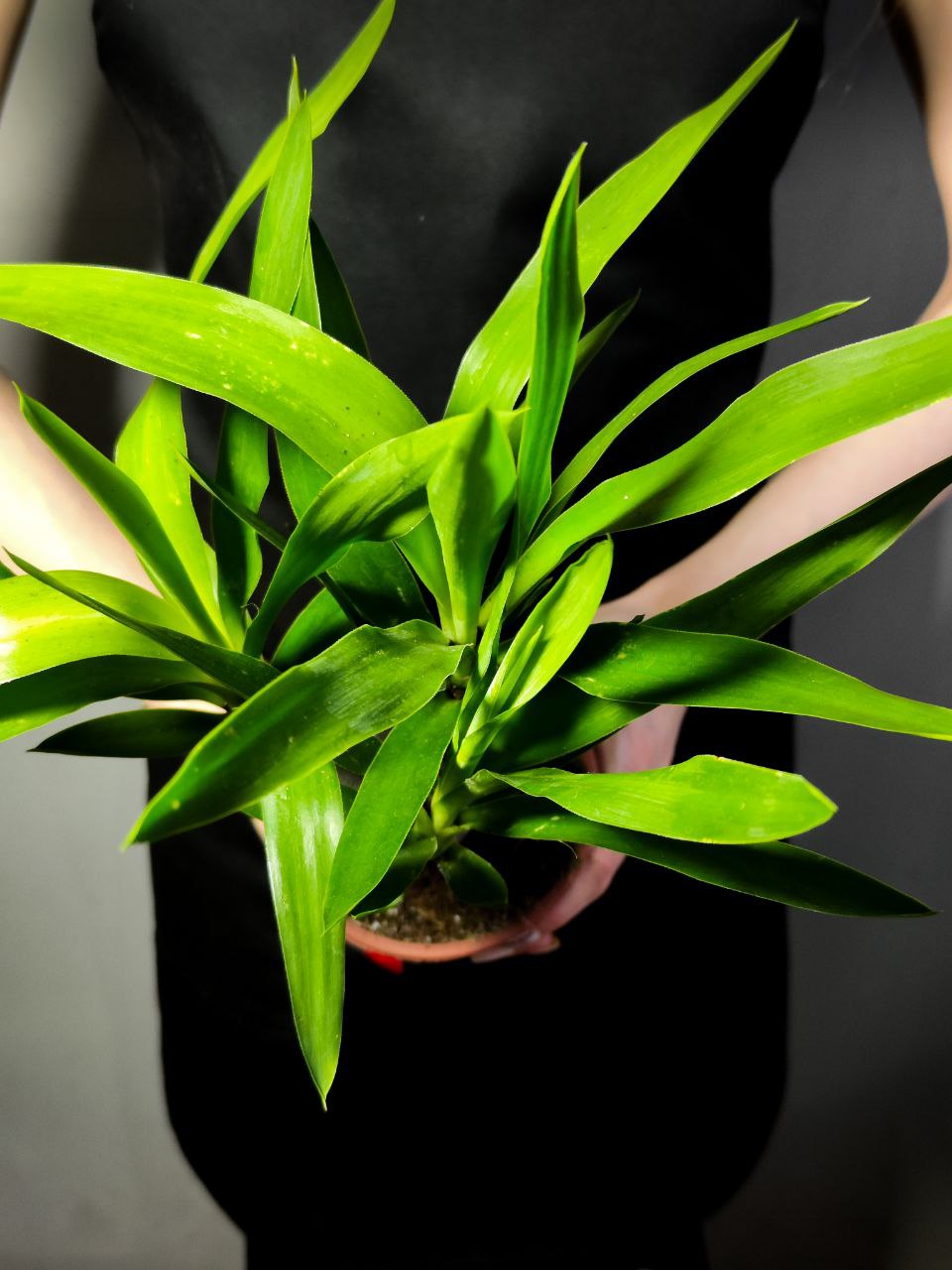 Юкка Слоновая (Yucca Elephantipes) D12см