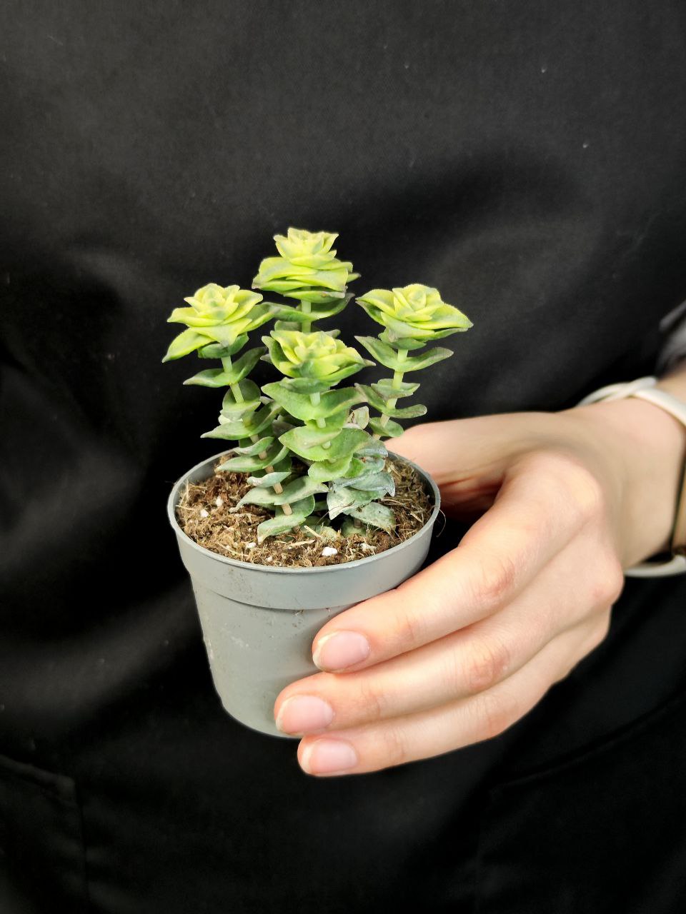 Крассула Перфората Вариегатная (Crassula Perforata Variegata) D5см