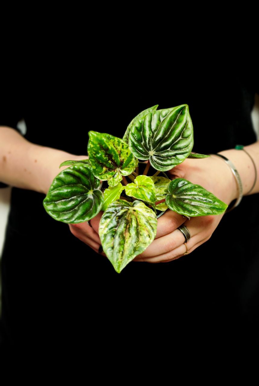 Пеперомия Буэнос Айрес (Peperomia Buenos Aires) D6см