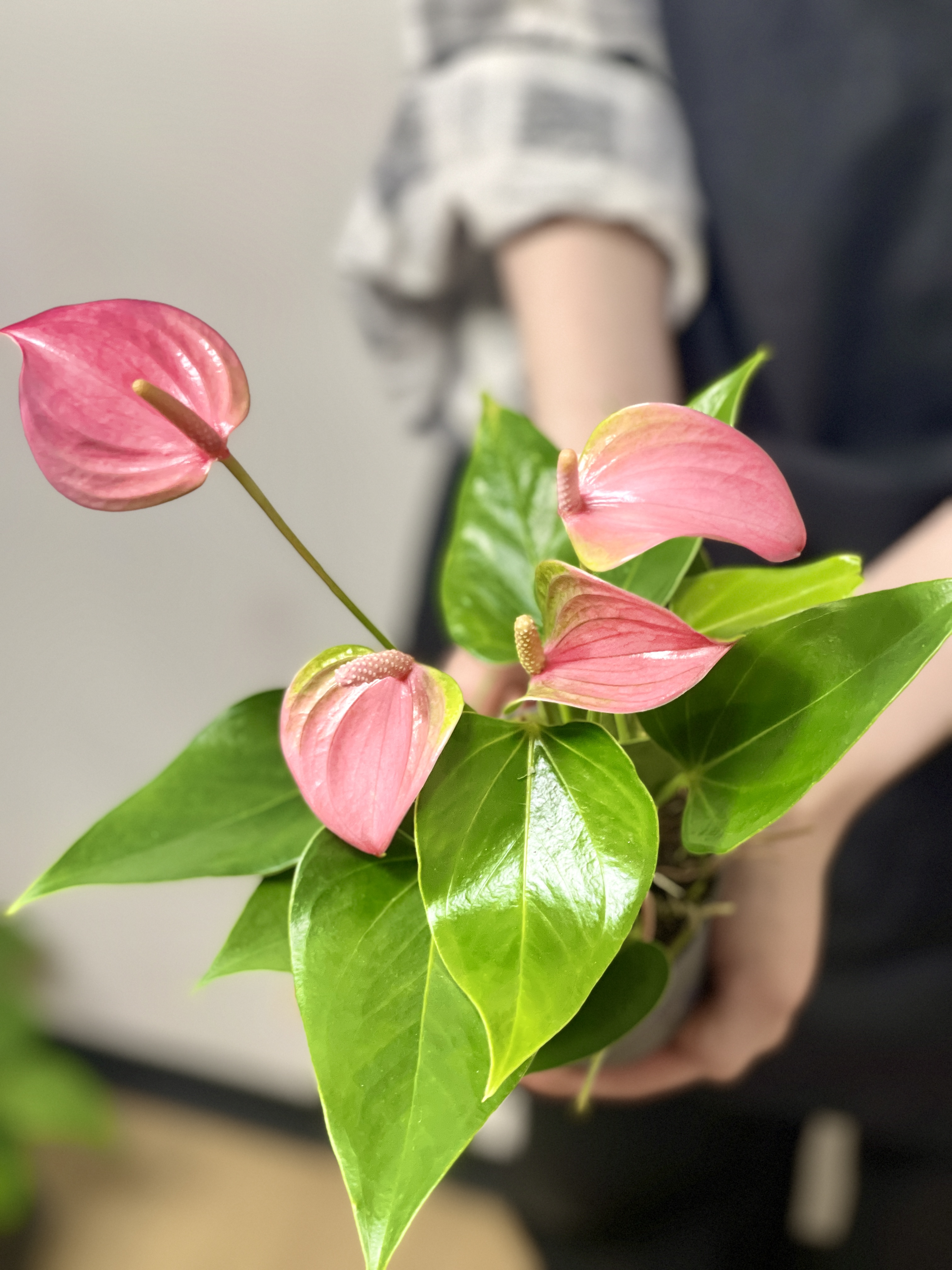 Антуриум Андреанум Карма Джоли (Anthurium Andreanum Karma Joli) D9см