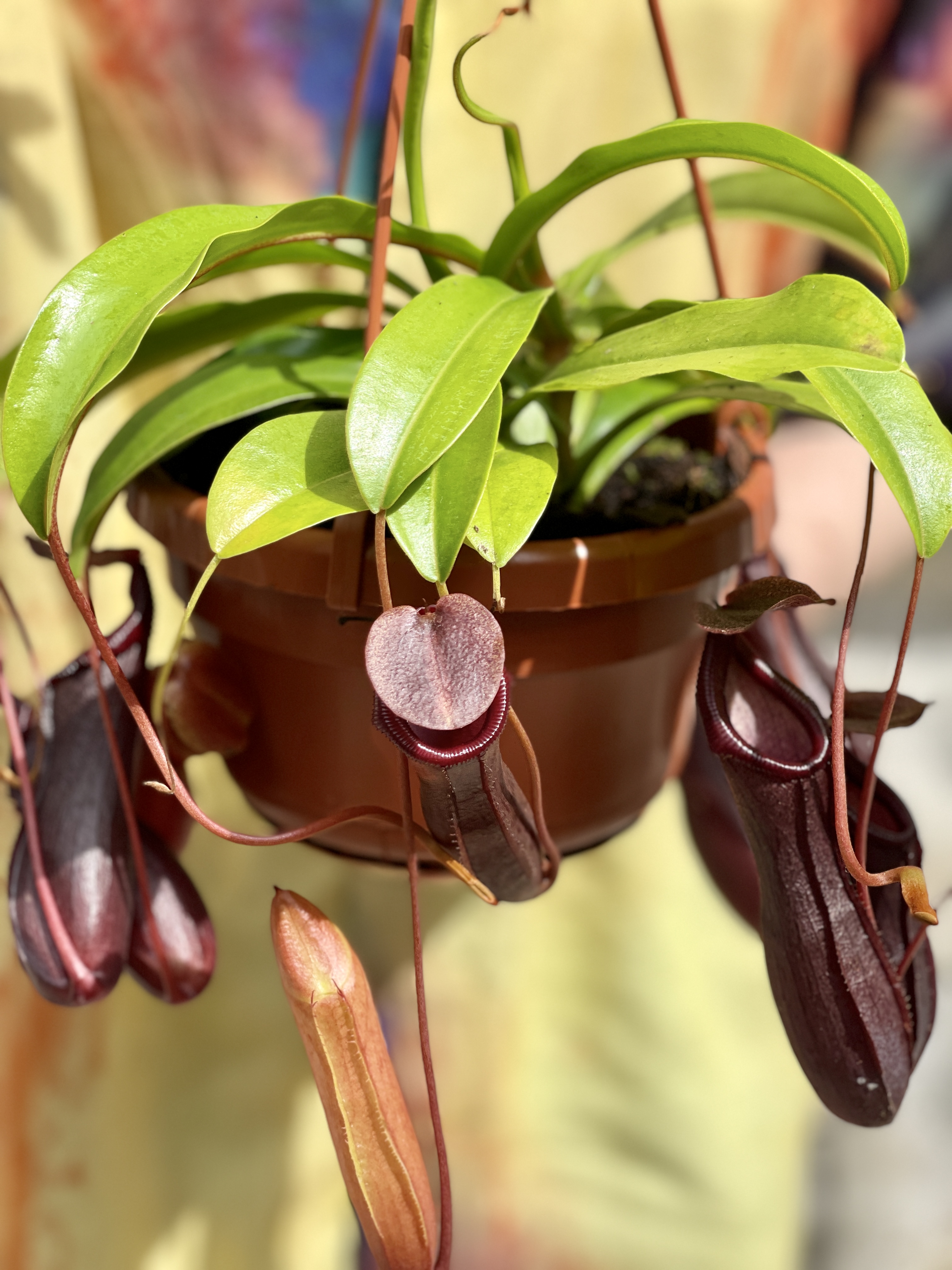 Непентес Алата (Nepenthes Alata) D14см в подвесном кашпо