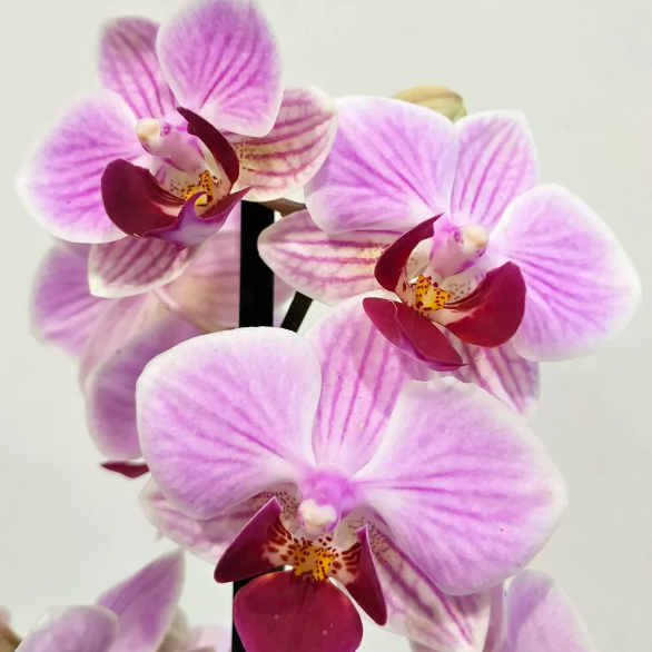 Орхидея Фаленопсис Мини Светло - Фиолетовая (Phalaenopsis Multiflora) D6см