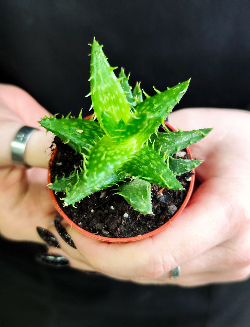 Алоэ Оттопыренное (Aloe Squarrosa) D5см