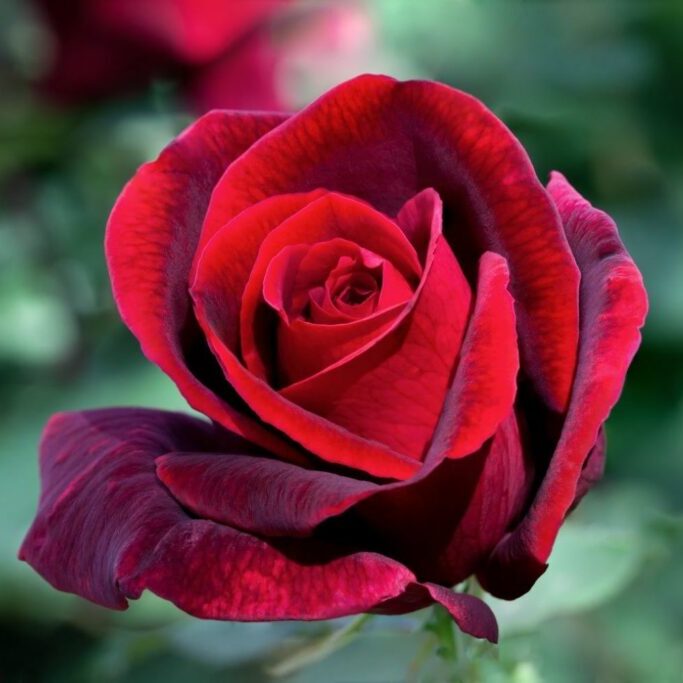 Роза Даника комнатная красная (Rosa Danica "Red") D6см