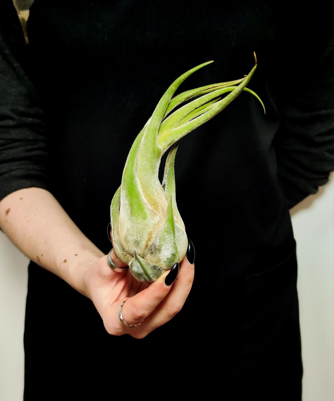 Тилландсия Селериана XL (Tillandsia Seleriana)