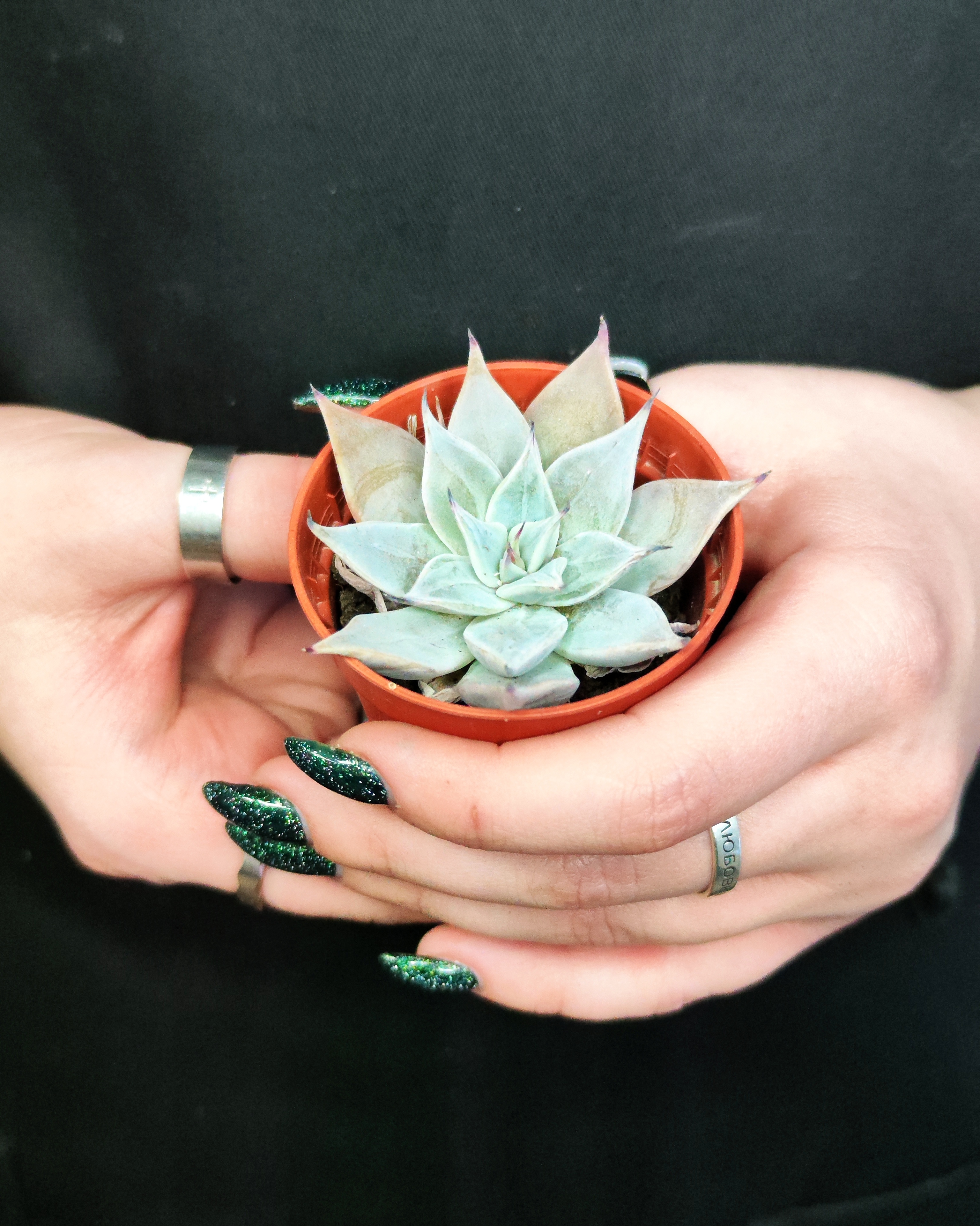 Эхеверия Куспидата Менчака (Echeveria Cuspidata Menchaca) D5см