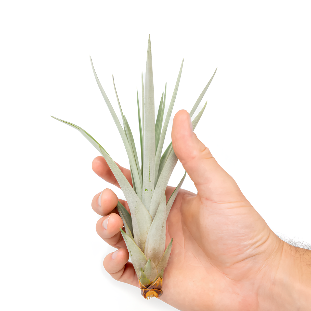 Тилландсия Фасцикулята (Tillandsia Fasciculata)
