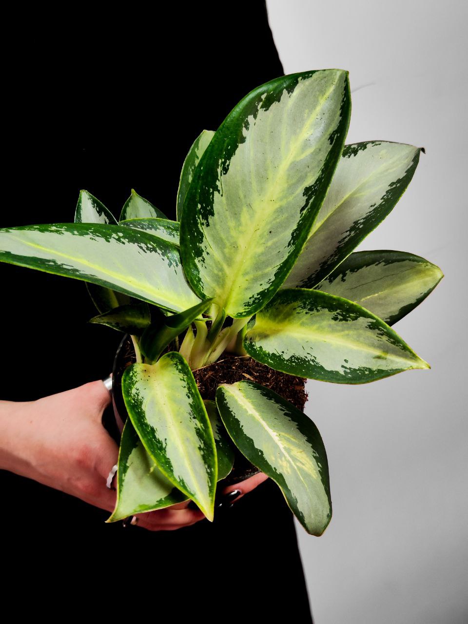 Аглаонема Сильвер Блю (Aglaonema Silver Blue) D12см