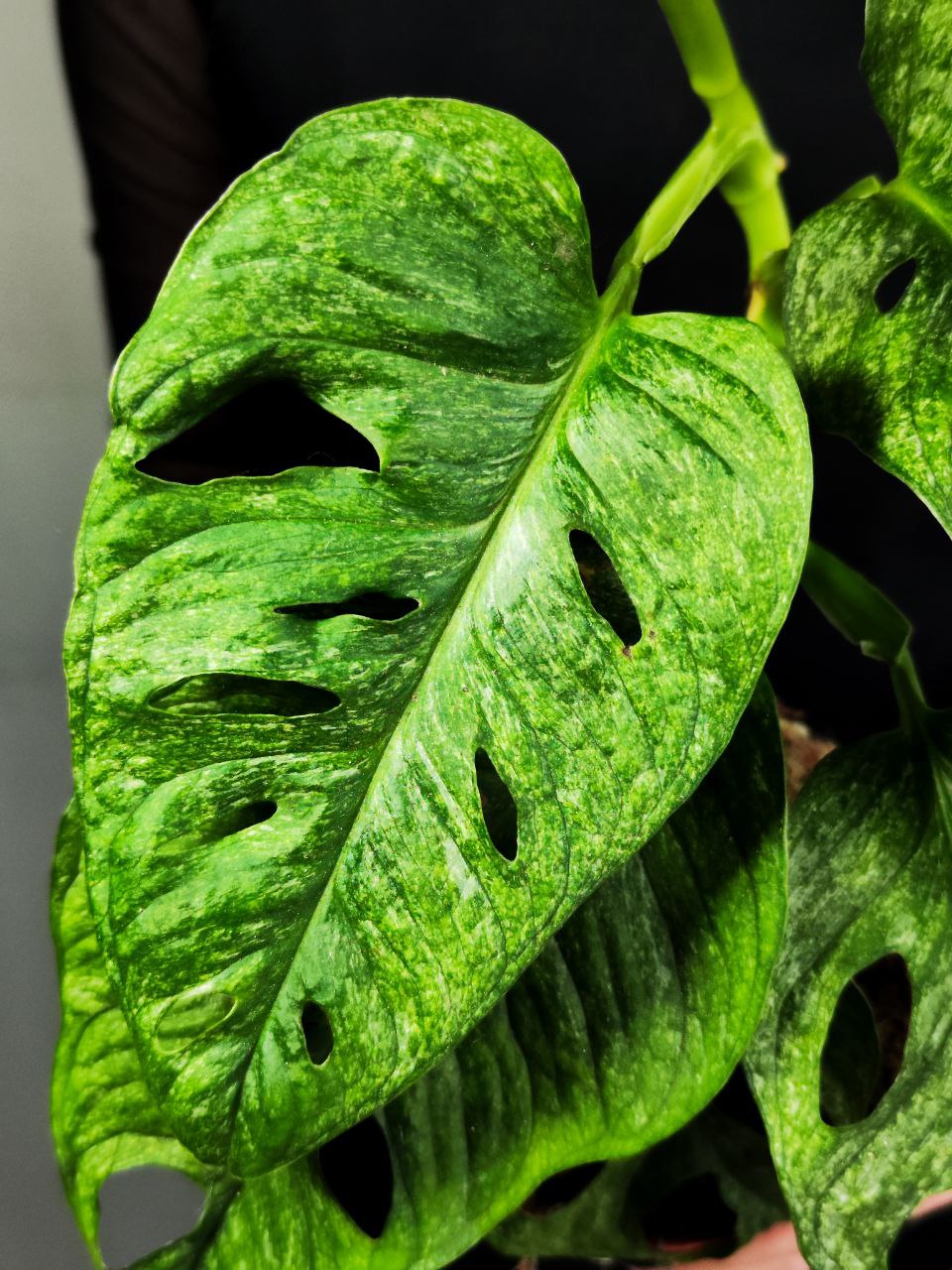 Монстера Адансона Вариегатная Минт (Monstera Adansonii Mint Variegated) D12см