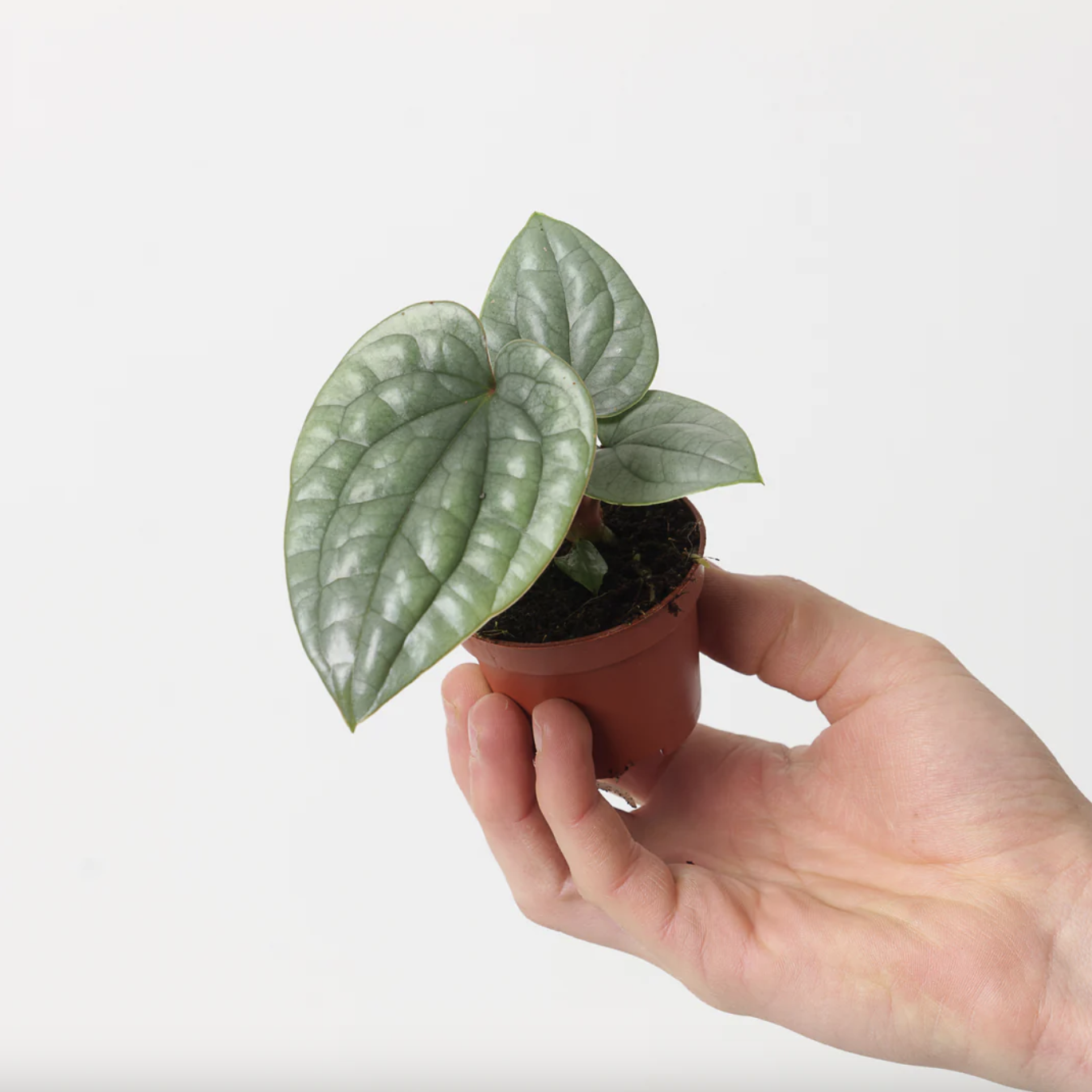Антуриум Люксурианс (Anthurium Luxurians) D6см