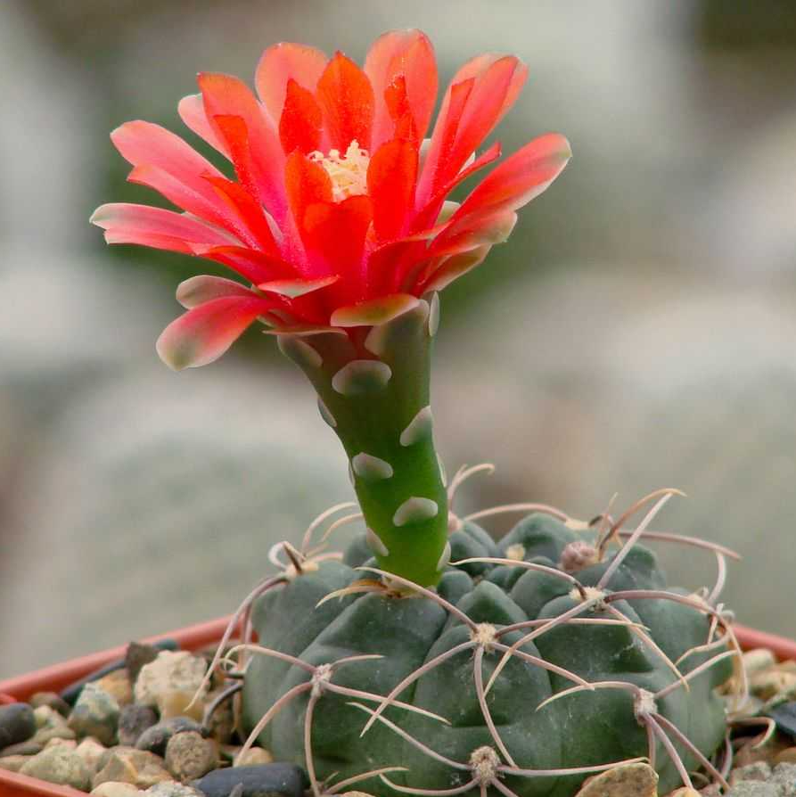 Гимнокалициум Балдианум (Gymnocalycium Baldnum) D5см