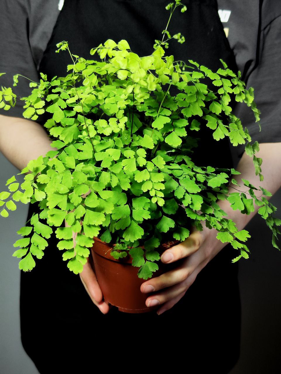 Адиантум Фрагранс, или Курчавый Папоротник (Adiantum Fragrans) D12см