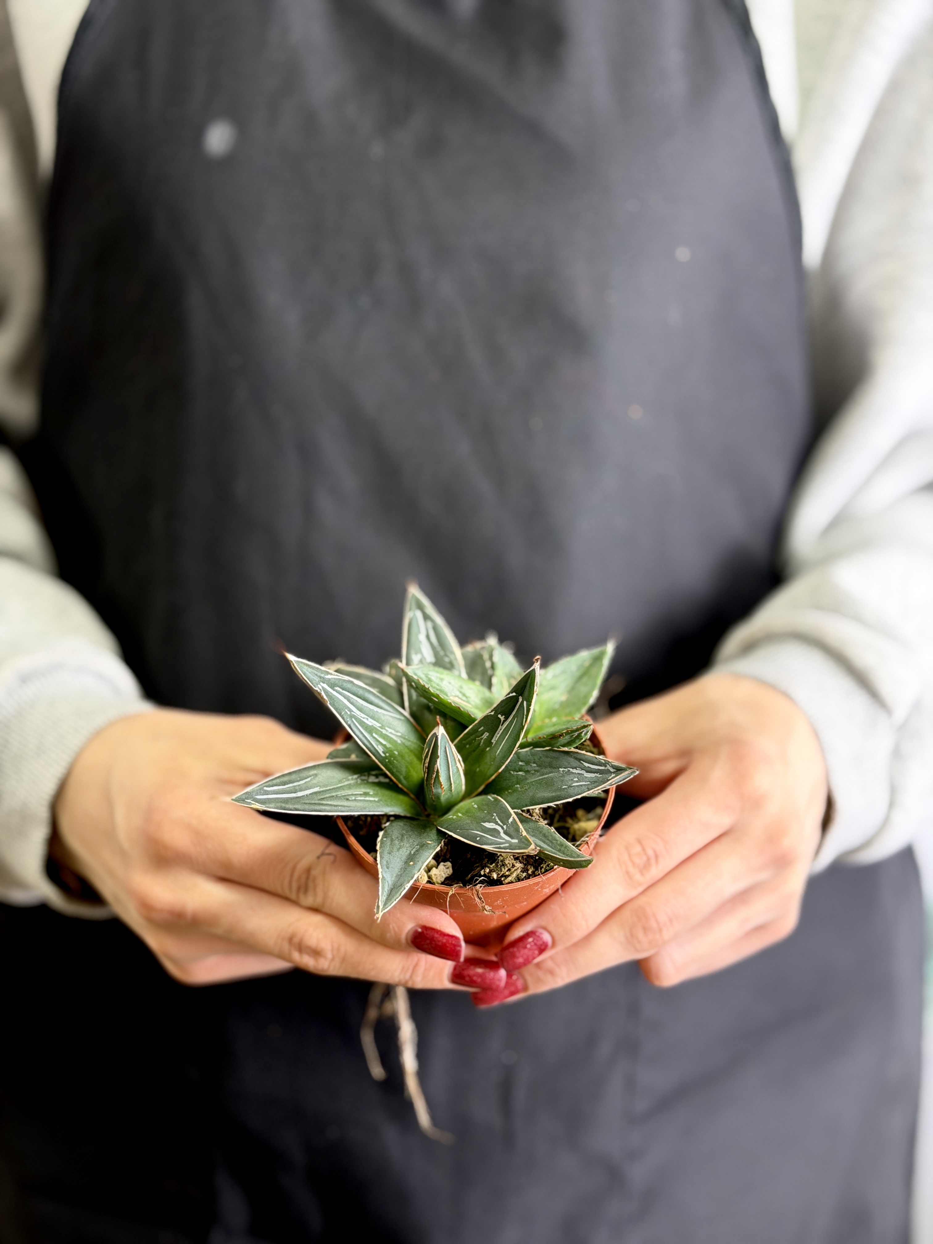 Агава Королевы Виктории (Agave Victoriae-Reginae) D8,5см
