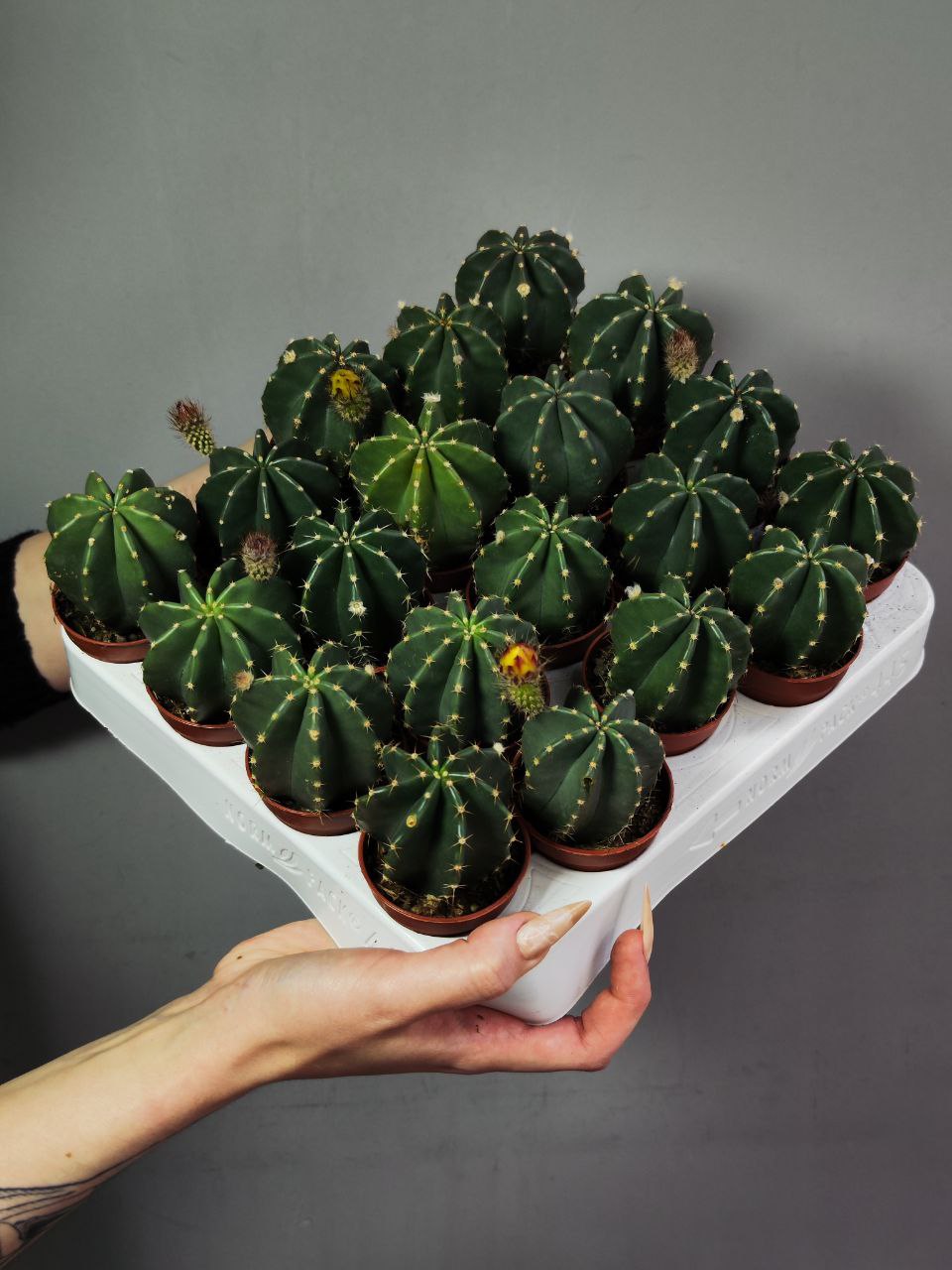 Эхиноцереус Инермис (Echinocereus Inermis) D5см