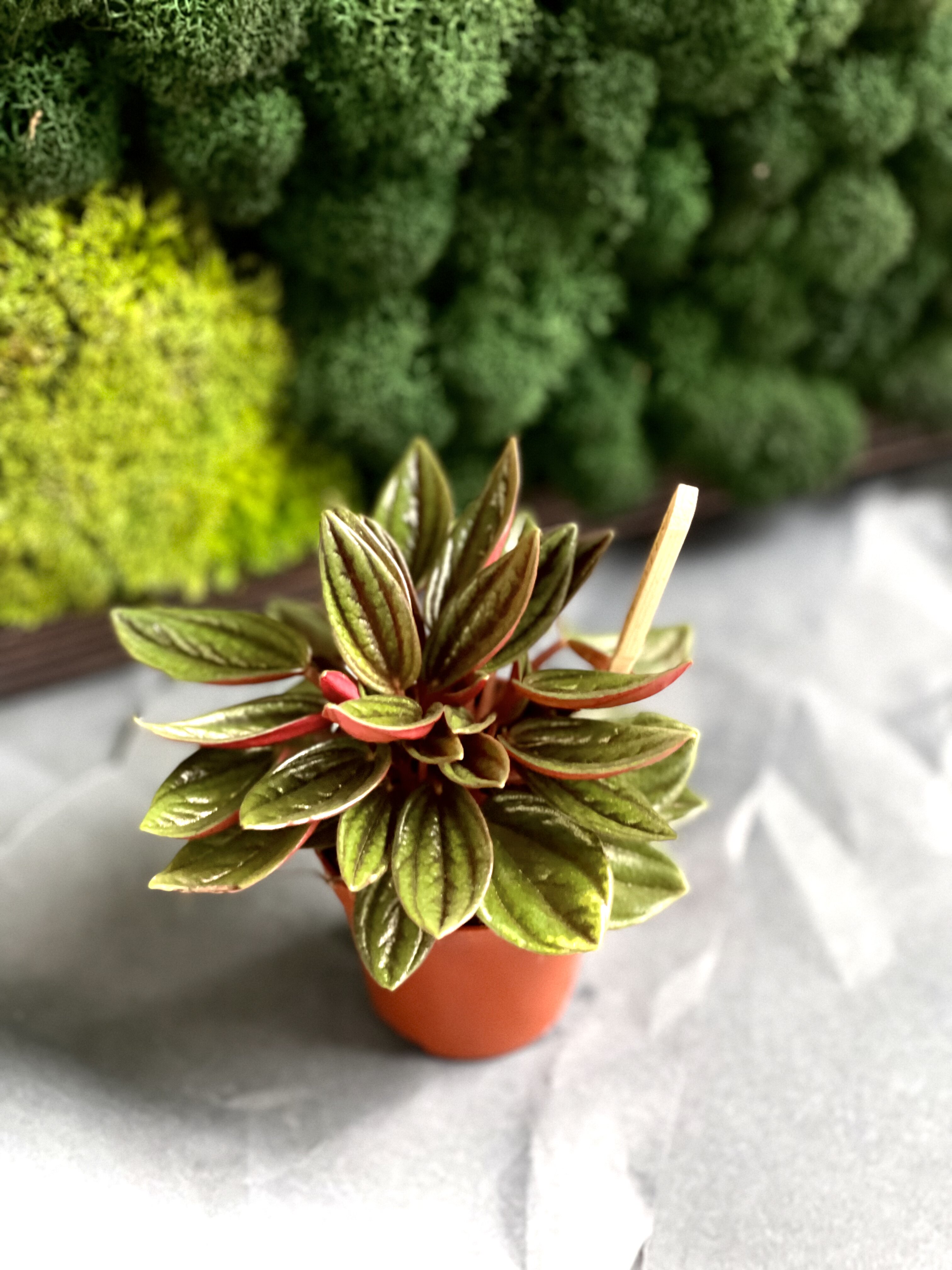 Пеперомия Россо (Peperomia Rosso) D5см