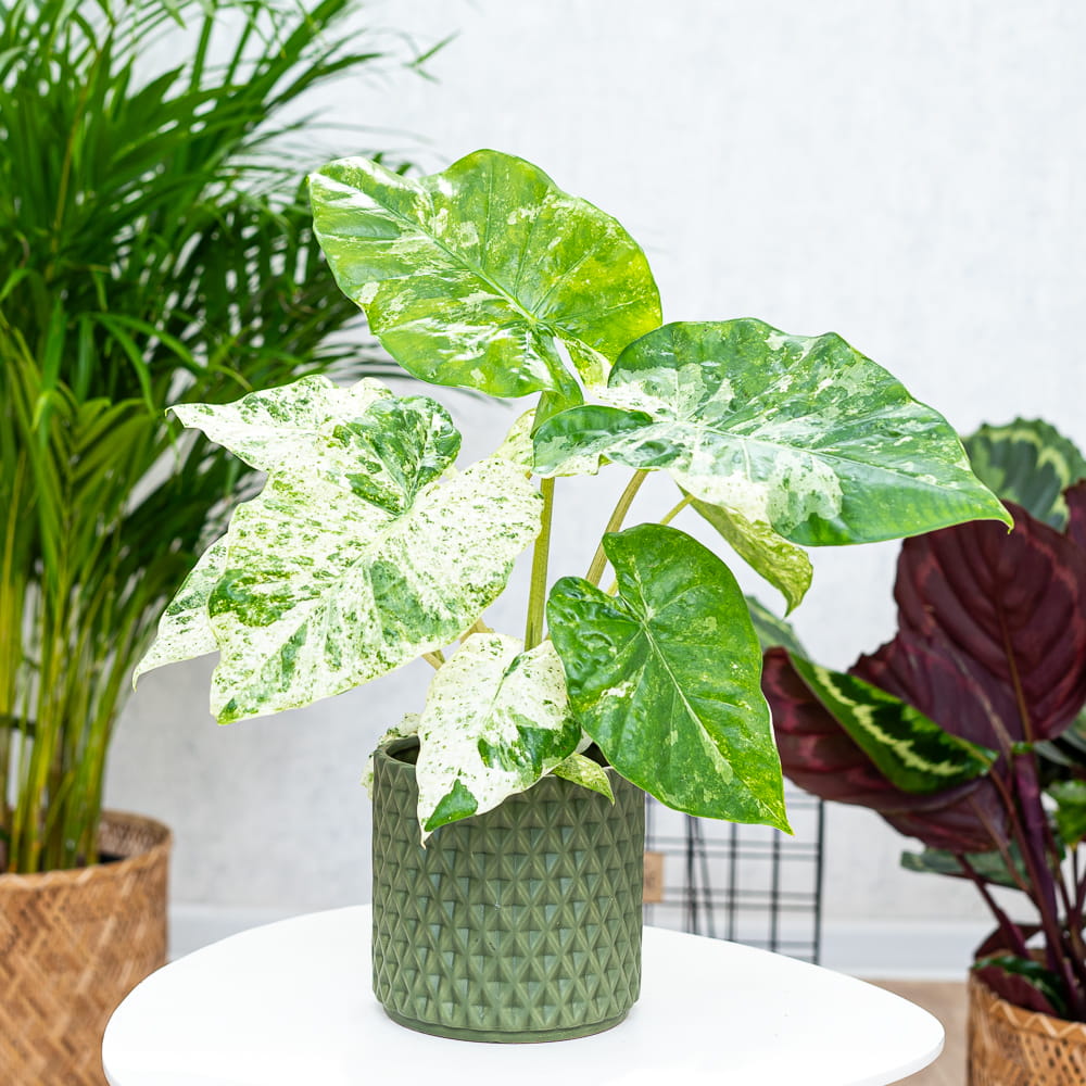 Алоказия Макрориза Камуфляж (Alocasia Macrorrhizos Camouflage) D6см