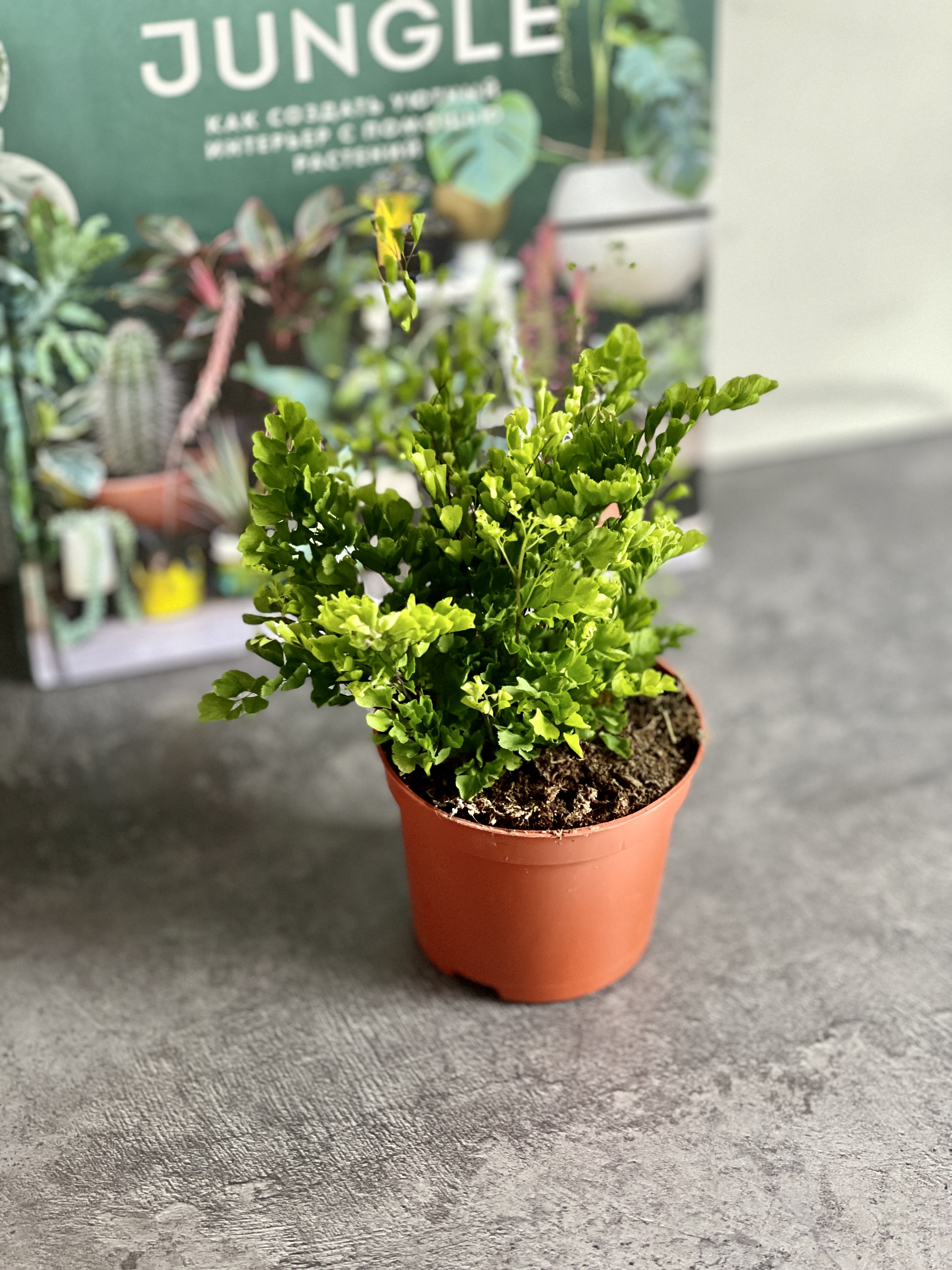 Адиантум Раддианум Лиза (Adiantum Raddianum Lisa) D8,5см