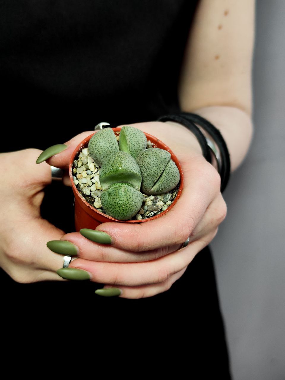 Плейоспилос Нелли Грин (Pleiospilos Nelii Green) D5см