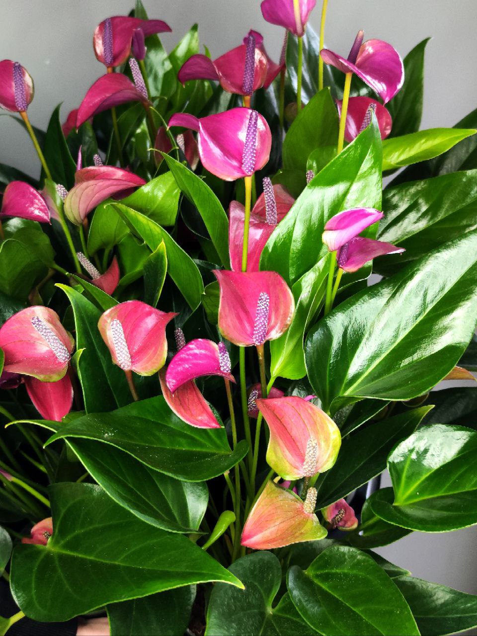 Антуриум Карма Пурпл (Anthurium Karma Purple) D12см