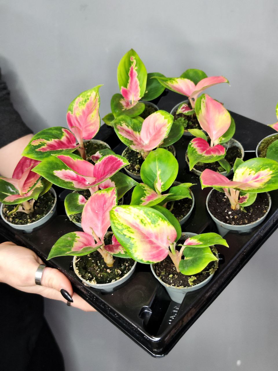 Аглаонема Красный Дракон (Aglaonema Red Dragon) D6см