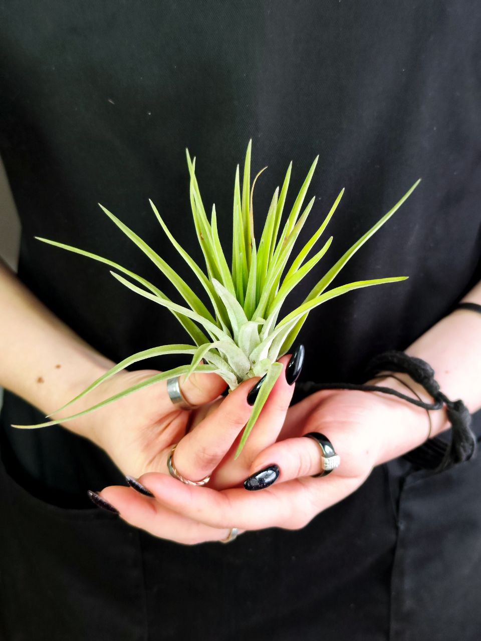 Тилландсия Велютина (Tillandsia Velutina)